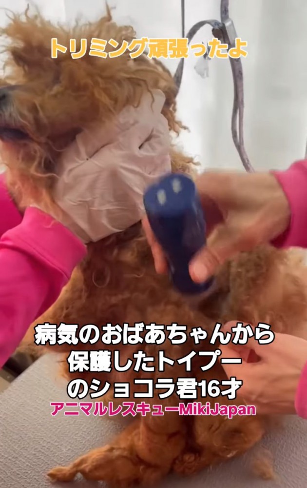 トリミング中の犬2