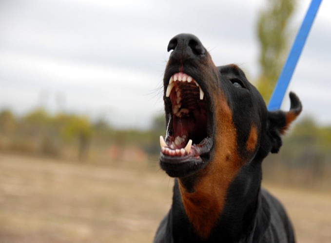 吠えるこげ茶の犬