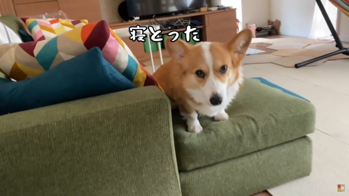 ソファーの上の犬