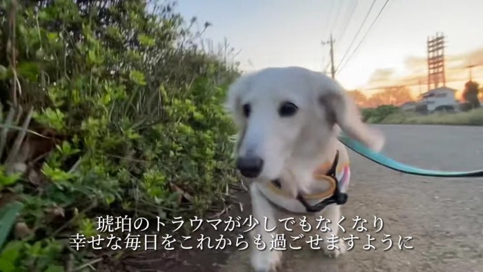 幸せな犬生を手に入れたね