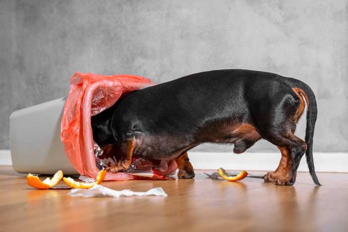 ごみ箱を漁る犬