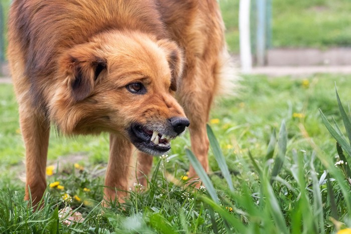 歯を剥き出しにしている犬