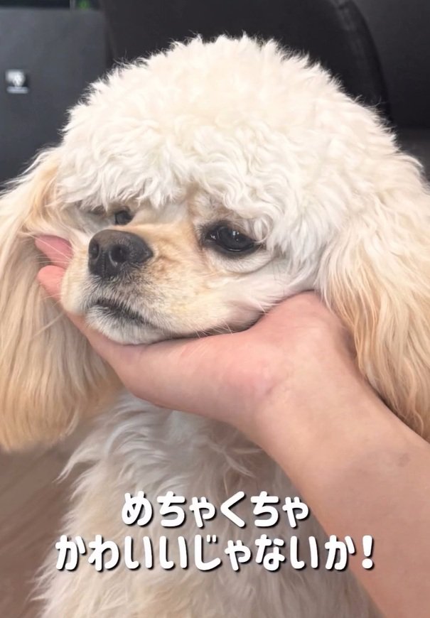 あご乗せするパルちゃん