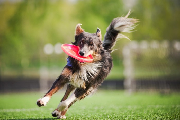 フリスビーを咥えて走る犬