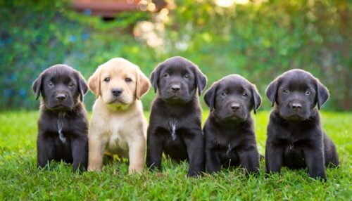 並んだ、ラブラドール・レトリバーの子犬たち