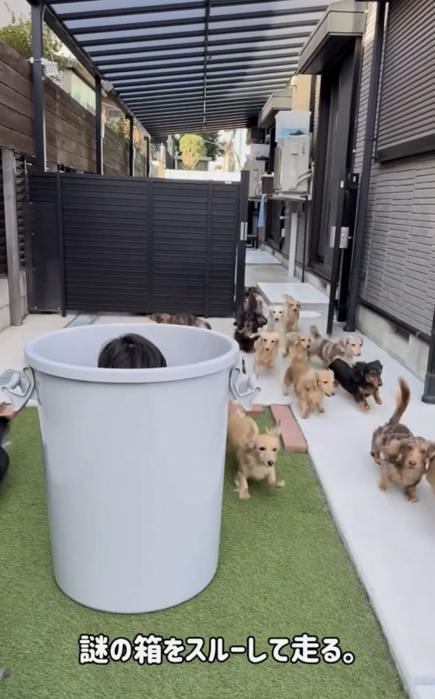 庭へ走る犬たち