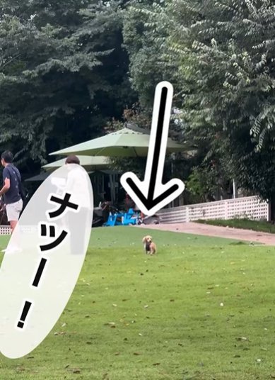 ドッグランで迷子になるカニヘンダックスフンド