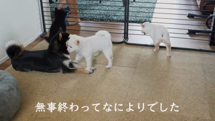 寛ぐヒナタママと子犬たち