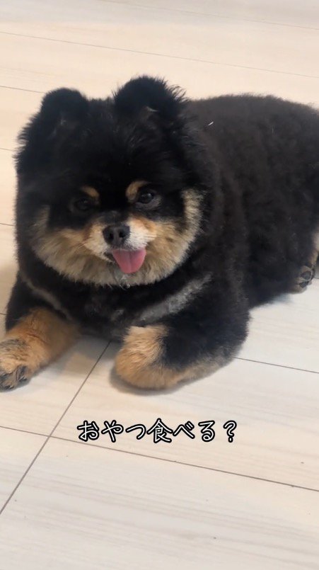 「おやつ食べる？」と犬に聞く飼い主