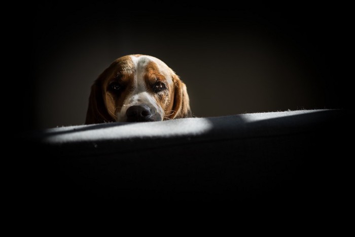 暗闇からこちらを見つめる犬