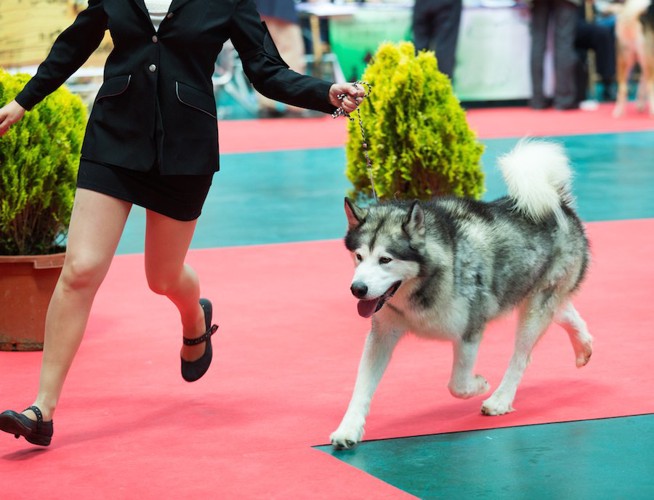 女性ハンドラーと一緒に歩くハスキー犬