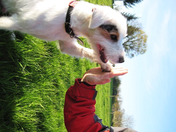 ハイタッチする人と犬