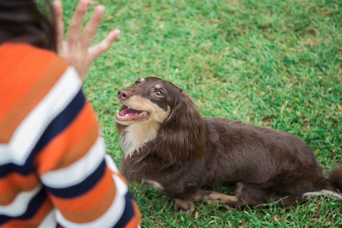 女性の後ろ姿と犬