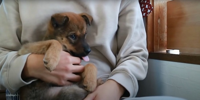 飼い主に抱っこされる子犬