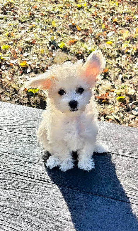 そらちゃんのお耳の変化6