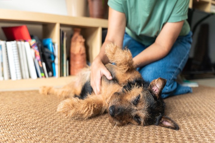 お腹を撫でられている犬
