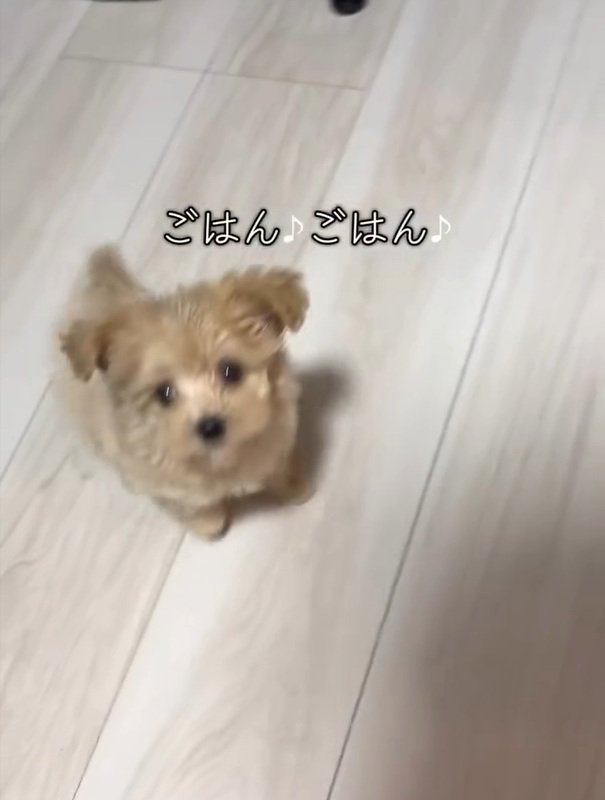 マルプーのきびちゃん