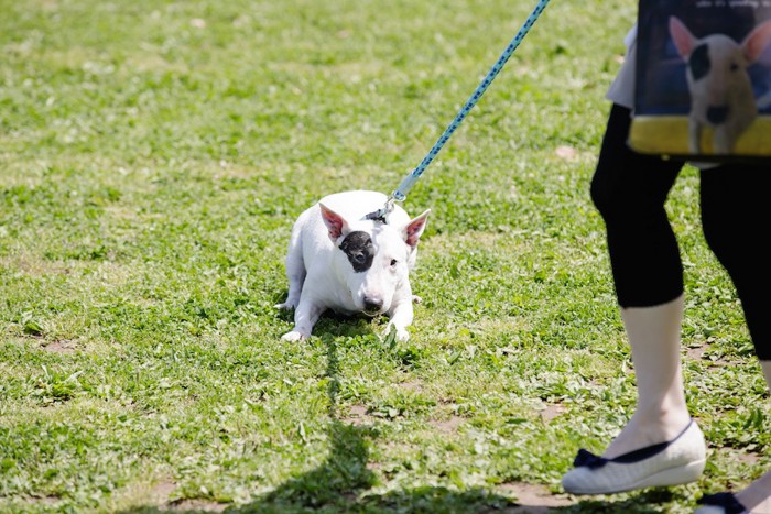 散歩中に嫌がる犬