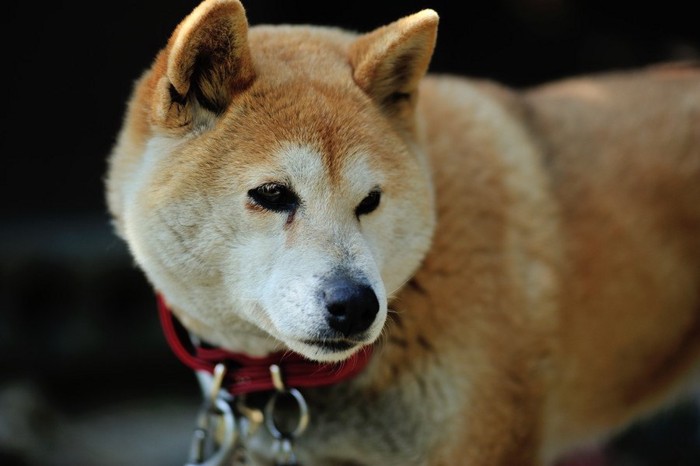 柴犬の老犬、赤い首輪