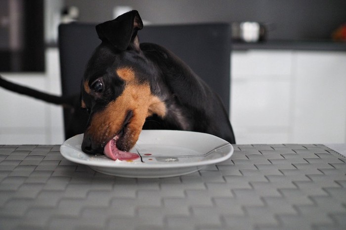 お皿を舐め続けている犬