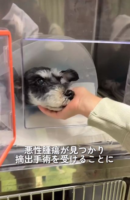 手術を受ける前の銀次郎くん