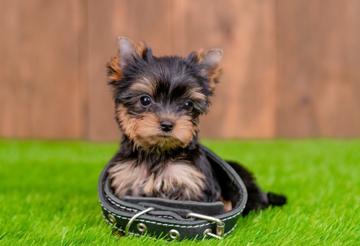 紫色の首輪をつけた犬 