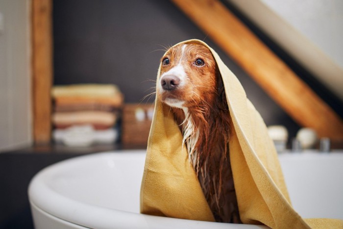 シャワー終わりの犬