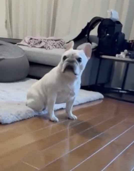 こちらを見つめる犬