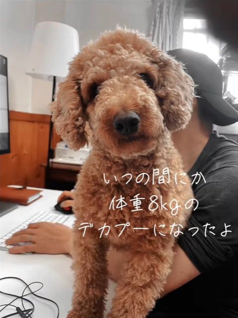 8キロになったラテくん