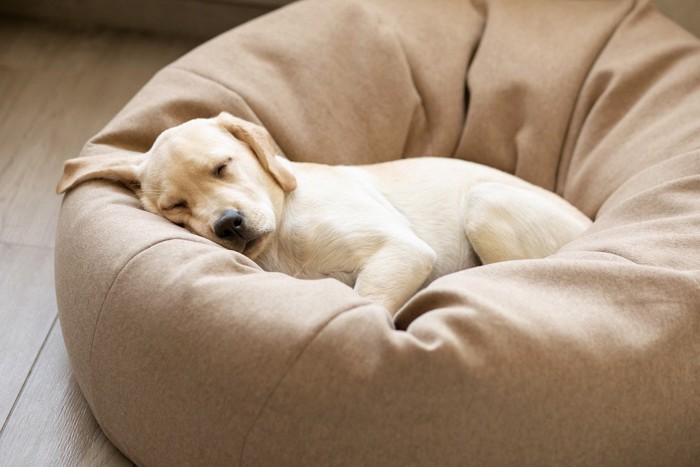 クッションで眠る子犬