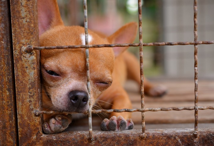 寂しそうな犬