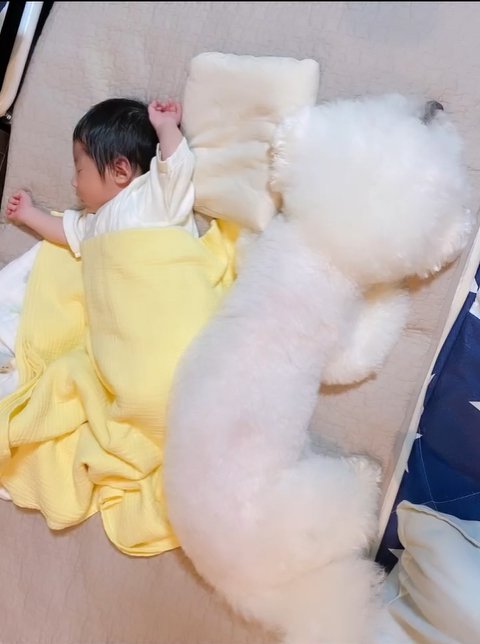 赤ちゃんの隣で眠る小型犬