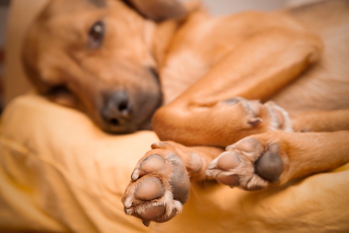 横になっている犬