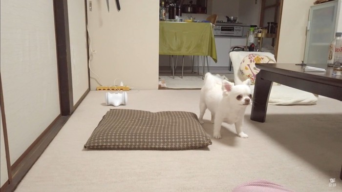 オナラをしてしまったコハクくん