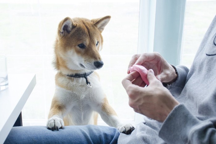 膝に手を置く柴犬