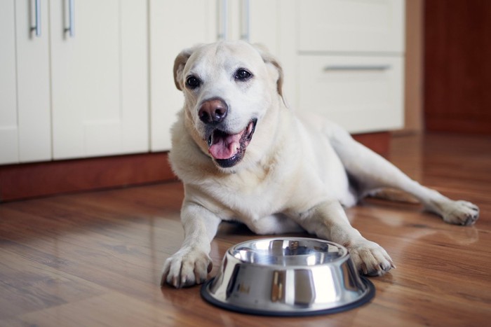 ご飯を待つ犬