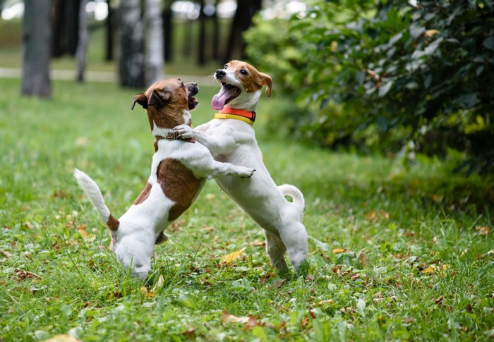 遊ぶ犬