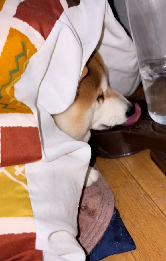 水を飲み続けるまめ太くん