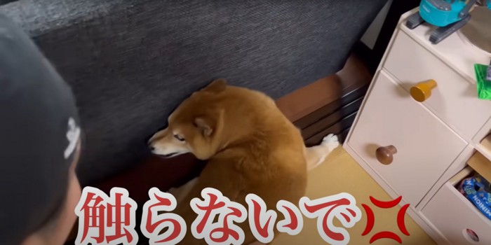 抱っこしようとする飼い主に吠える柴犬