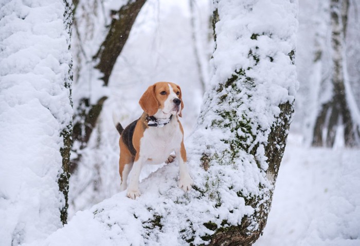 雪の中佇むビーグル