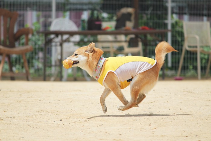 ドッグラン