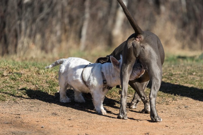 お尻のニオイを嗅ぎ合う犬たち
