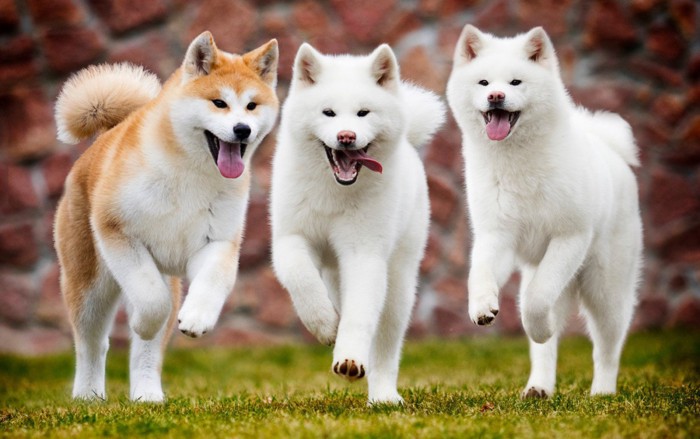 3頭並んで駆け出す秋田犬