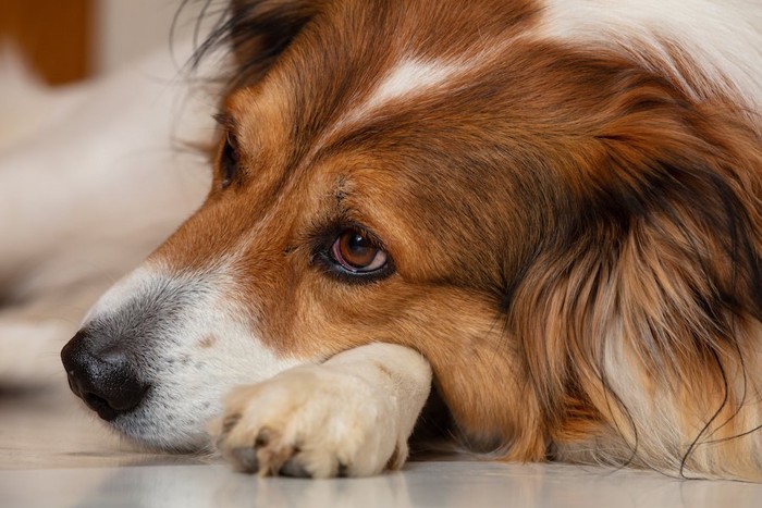 視線を外してふて寝をしている犬