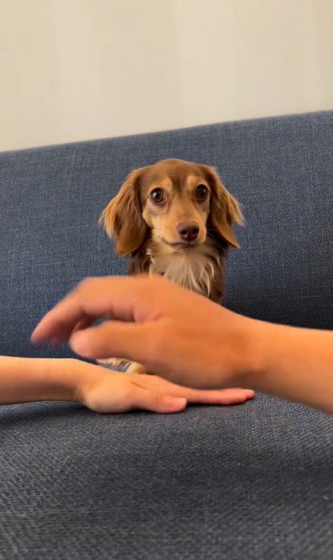 ティアちゃんの手を重ねるチャレンジ2