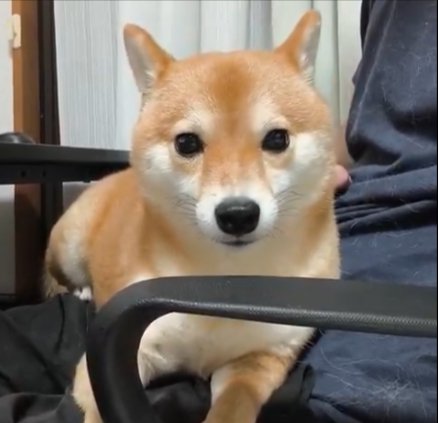可愛すぎる