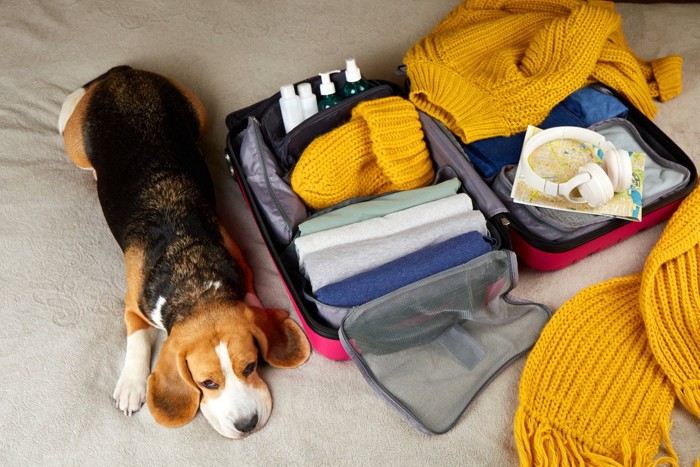 荷造り中の荷物と寝そべる犬