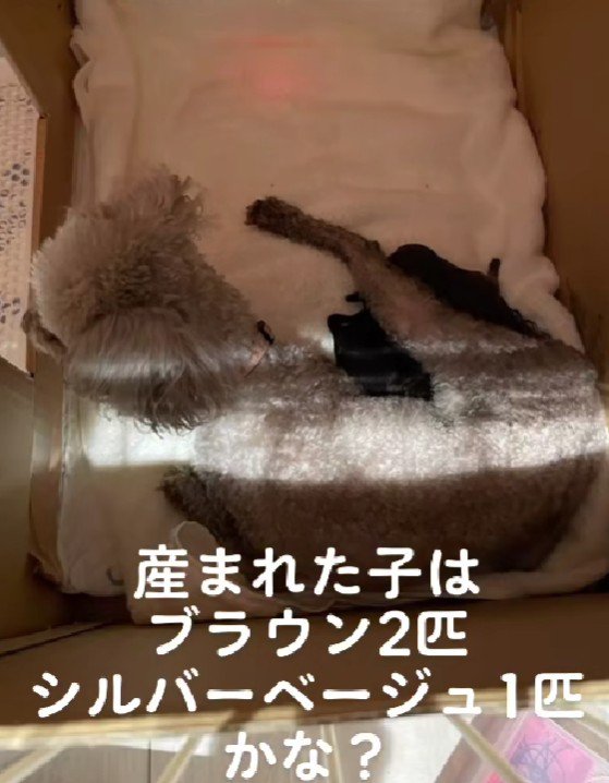 もしかして色変する！？