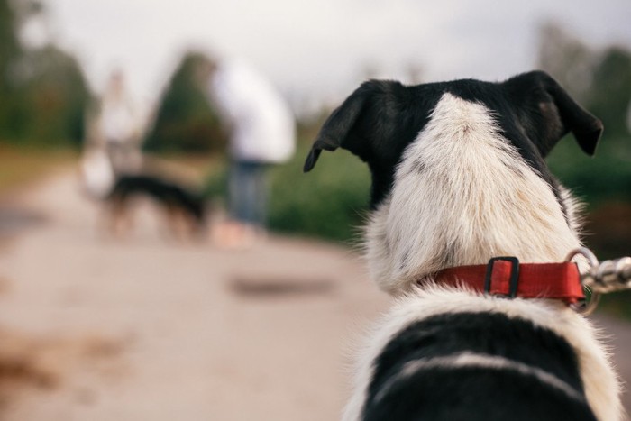 他の犬と人を見つめる犬の後ろ姿