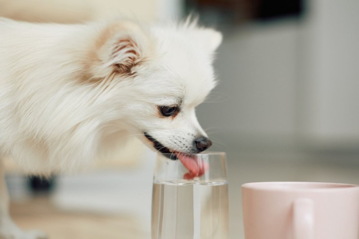 水を飲む犬